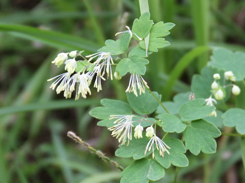 Thalictrum aquilegifolium var. intermedium