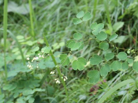 Thalictrum aquilegifolium var. intermedium