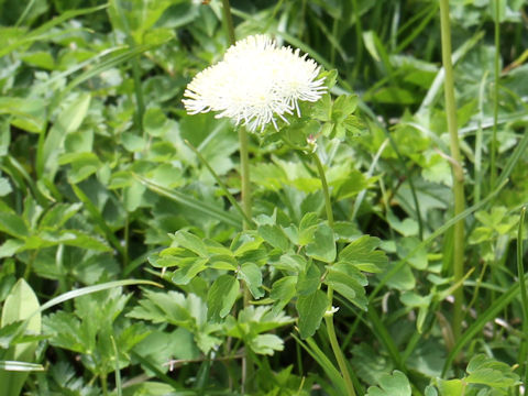 Thalictrum aquilegifolium var. intermedium