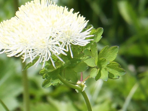 Thalictrum aquilegifolium var. intermedium