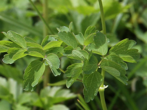 Thalictrum aquilegifolium var. intermedium