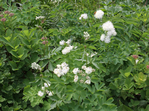 Thalictrum aquilegifolium var. intermedium