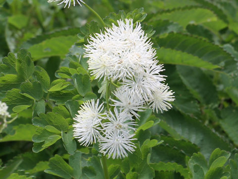 Thalictrum aquilegifolium var. intermedium