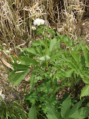 Thalictrum aquilegifolium var. intermedium