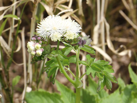 Thalictrum aquilegifolium var. intermedium