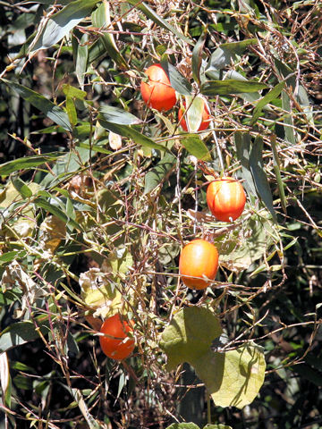 Trichosanthes cucumeroides