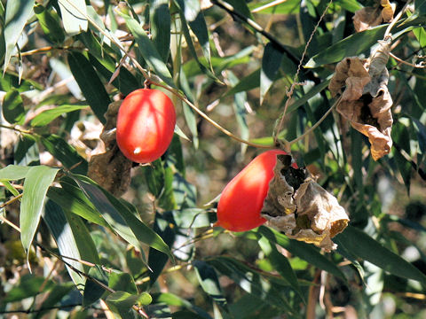 Trichosanthes cucumeroides