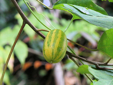 Trichosanthes cucumeroides