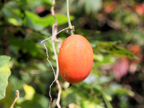 Trichosanthes cucumeroides