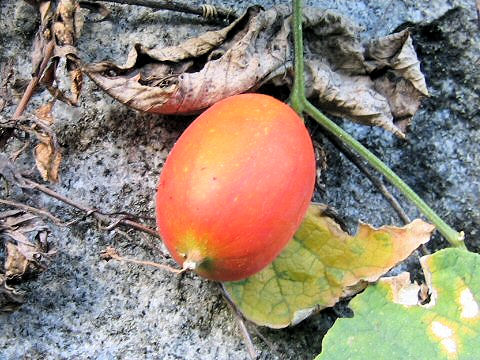 Trichosanthes cucumeroides