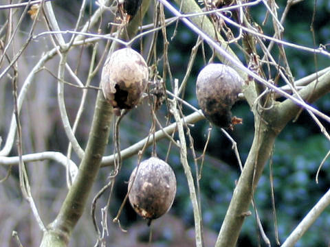 Trichosanthes cucumeroides