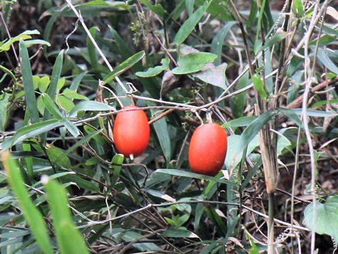 Trichosanthes cucumeroides