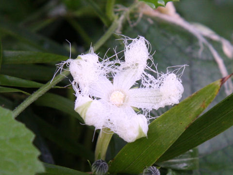 Trichosanthes cucumeroides