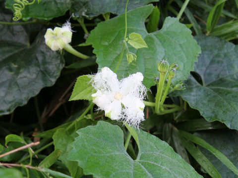 Trichosanthes cucumeroides