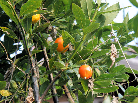 Trichosanthes cucumeroides