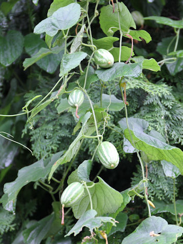 Trichosanthes cucumeroides