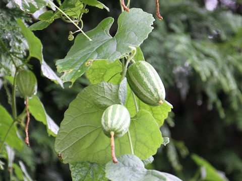 Trichosanthes cucumeroides