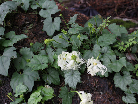 Trichosanthes cucumeroides