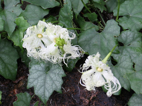 Trichosanthes cucumeroides