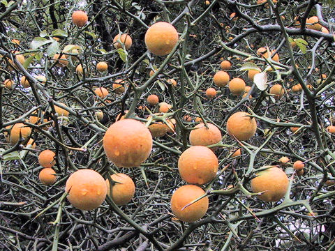 Poncirus trifoliata