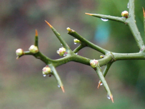 Poncirus trifoliata