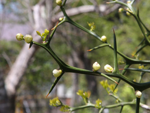 Poncirus trifoliata