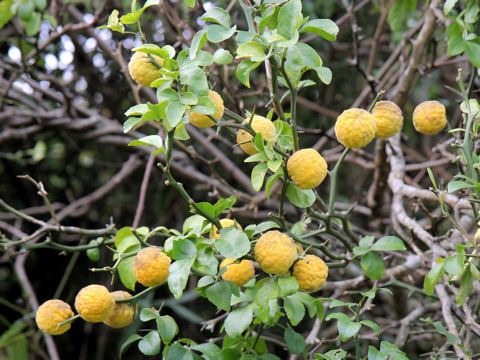 Poncirus trifoliata