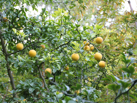 Poncirus trifoliata