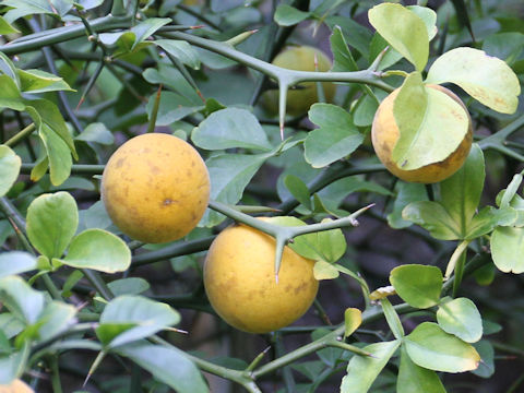 Poncirus trifoliata