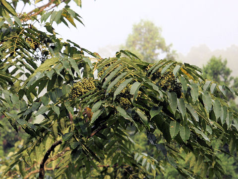 Zanthoxylum ailanthoides