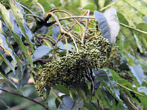 Zanthoxylum ailanthoides