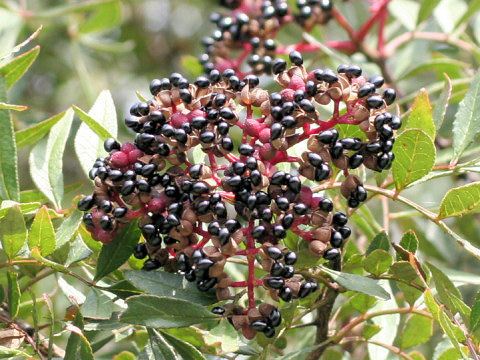 Zanthoxylum ailanthoides