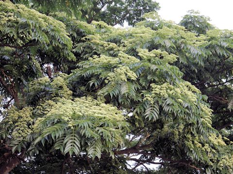 Zanthoxylum ailanthoides