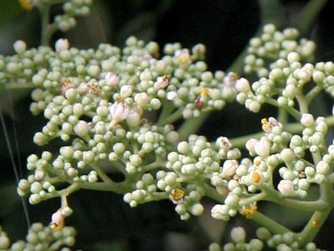 Zanthoxylum ailanthoides