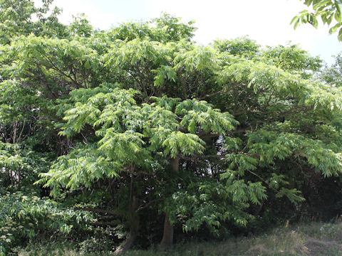 Zanthoxylum ailanthoides