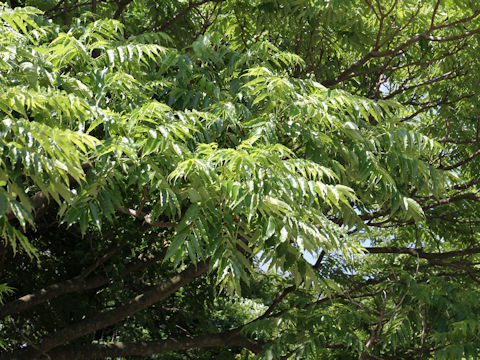 Zanthoxylum ailanthoides