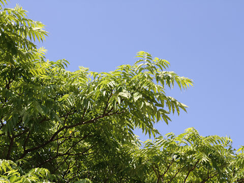 Zanthoxylum ailanthoides