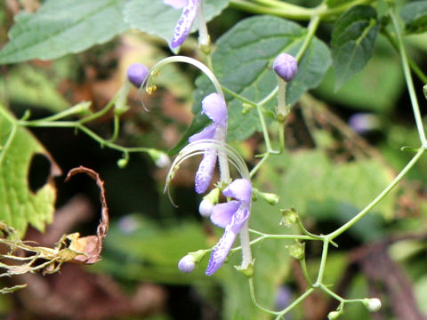 Caryopteris divaricata