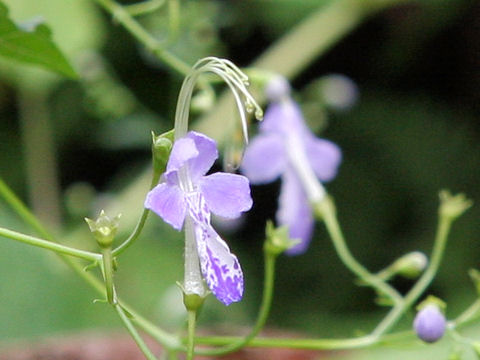 Caryopteris divaricata