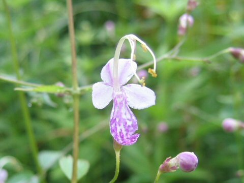 Caryopteris divaricata