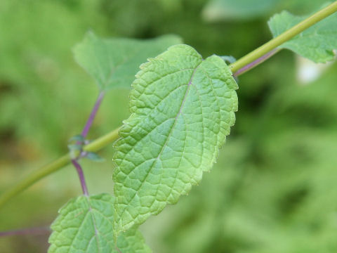 Caryopteris divaricata