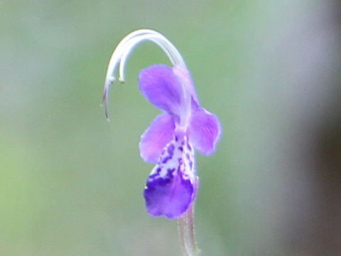 Caryopteris divaricata