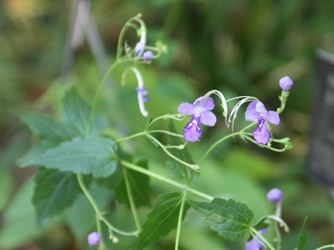 Caryopteris divaricata