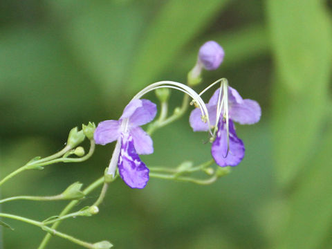 Caryopteris divaricata