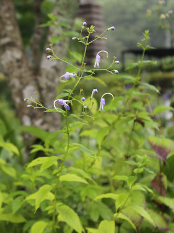 Caryopteris divaricata