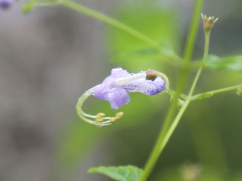 Caryopteris divaricata