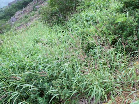 Miscanthus oligostachyus