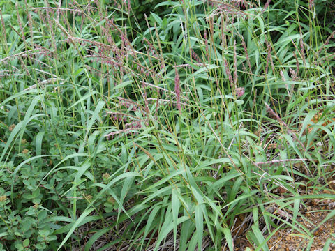 Miscanthus oligostachyus