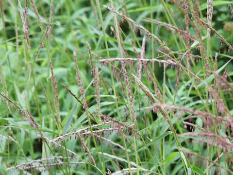 Miscanthus oligostachyus