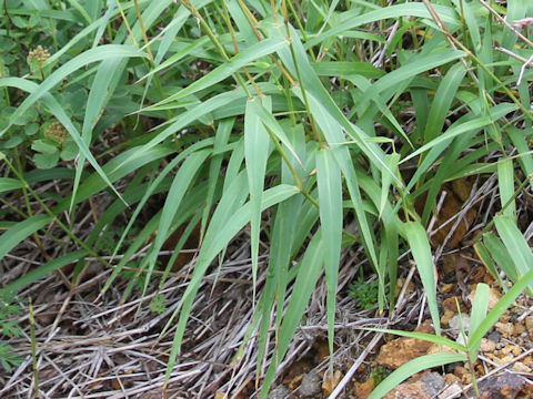 Miscanthus oligostachyus